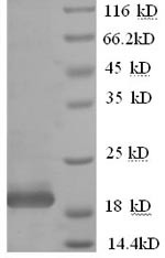 Interferon alpha-10 (IFNA10), human, recombinant