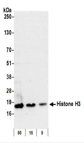 Anti-Histone H3