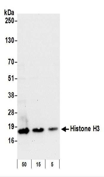 Anti-Histone H3