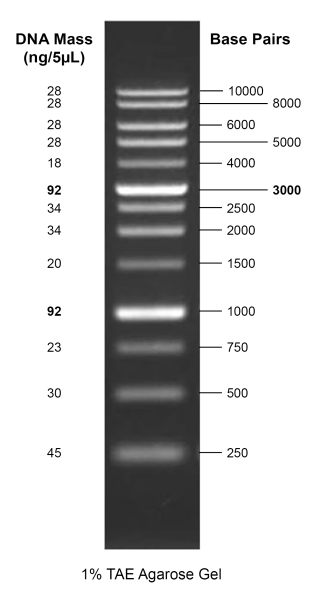 Gelite(TM) 1 kb DNA Ladder
