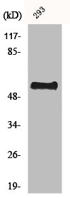 Anti-CSTF2
