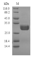 Nuclease P1, Penicillium citrinum, recombinant