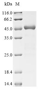 Gamma-glutamyl phosphate reductase (proA), Escherichia coli, recombinant