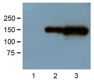 Anti-GFP, clone GF28R