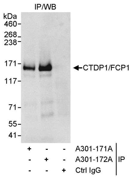 Anti-CTDP1/FCP1