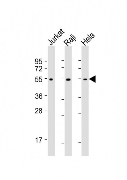 Anti-XIAP, clone 1020CT7.2.2