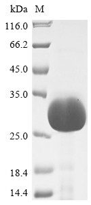 Oncostatin M (OSM), partial, Macaca mulatta, recombinant