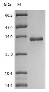 Protein S100-A14 (S100A14), human, recombinant