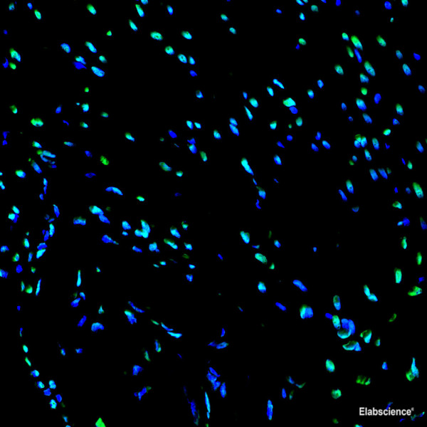 One-step TUNEL in situ Apoptosis Kit (Green, FITC)