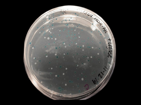 CRISPR IN A BOX(TM) KIT