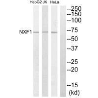 Anti-NXF1