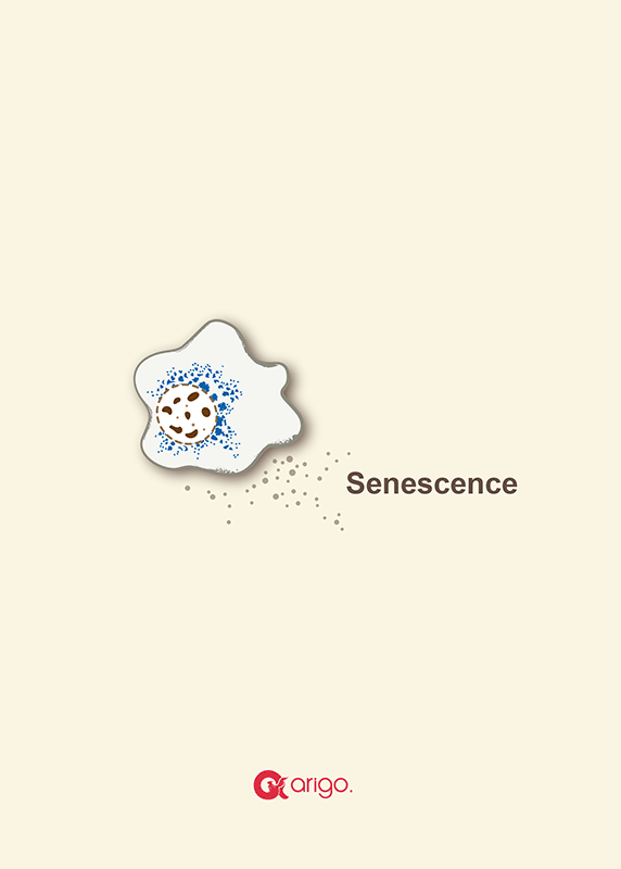 Senescence Research Tools