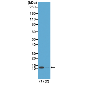 Anti-Acetyl-Histone H4 (Lys16), Rabbit Monoclonal (RM204)