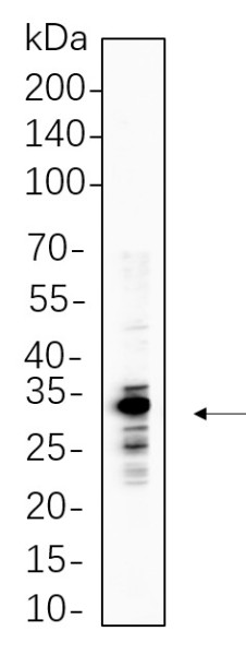 Anti-Recombinant ELNE, clone 5C7