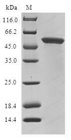 Glycine N-acyltransferase-like protein 1 (GLYATL1), human, recombinant