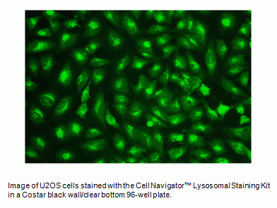 Cell Navigator(TM) Lysosomal Staining Kit *Green Fluorescence*