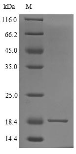 Secreted Ly-6/uPAR domain-containing protein 2 (SLURP2), human, recombinant