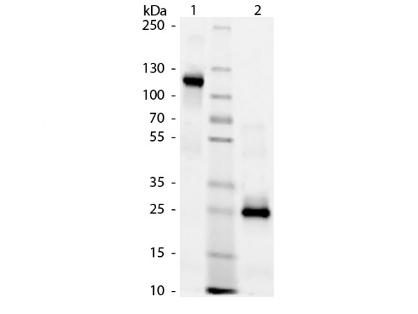 Human IgG F(ab')2 Fragment