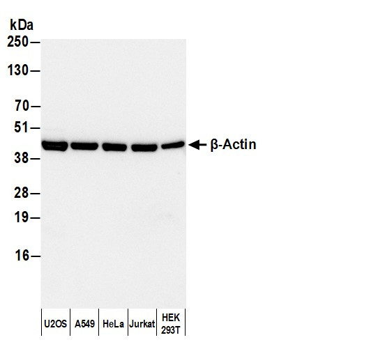 Anti-Rabbit IgG-Fc Fragment, HRP conjugated