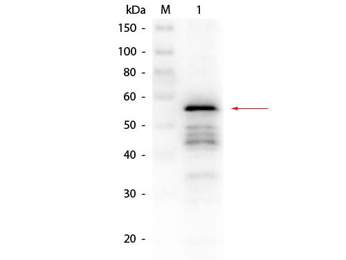 Anti-Aldehyde Dehydrogenase (yeast)