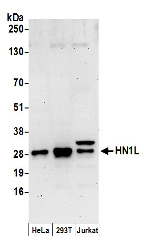 Anti-HN1L