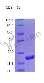 Prolactin protein (Prl) (Active), mouse, recombinant