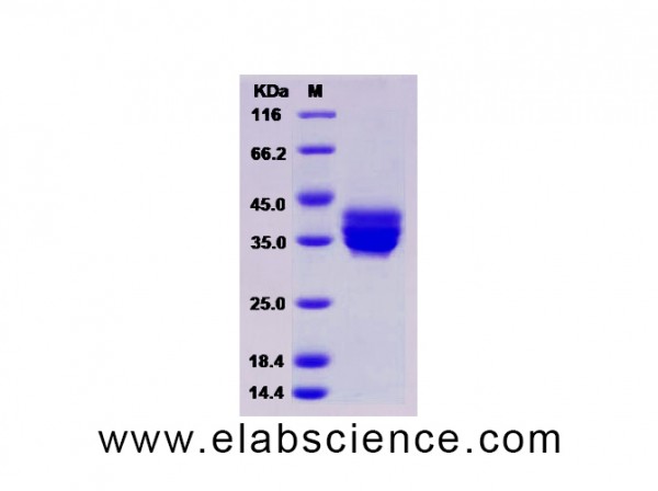 Human TNFRSF17 / BCMA / CD269 Protein (Fc Tag)