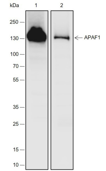 Anti-Recombinant APAF1, clone A709