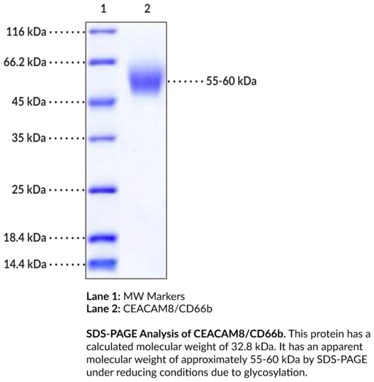CEACAM8/CD66b (human, recombinant)
