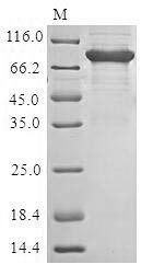 Perforin-1 (PRF1), human, recombinant