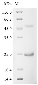 Cation-independent mannose-6-phosphate receptor (IGF2R), partial, bovine, recombinant