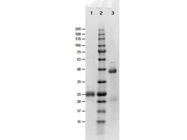 Fab Anti-BIOTIN (GOAT) Antibody