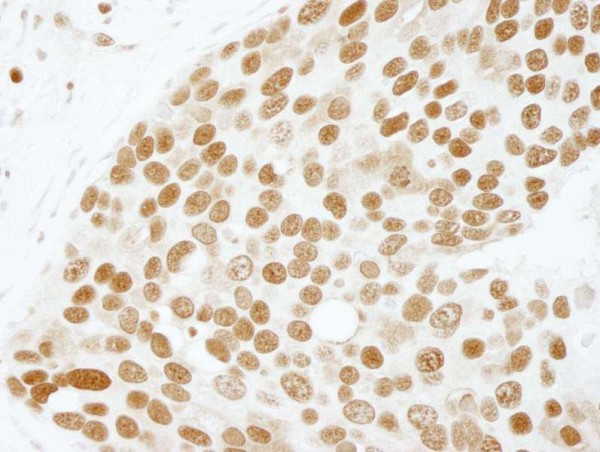 Anti-PC4 (IHC)