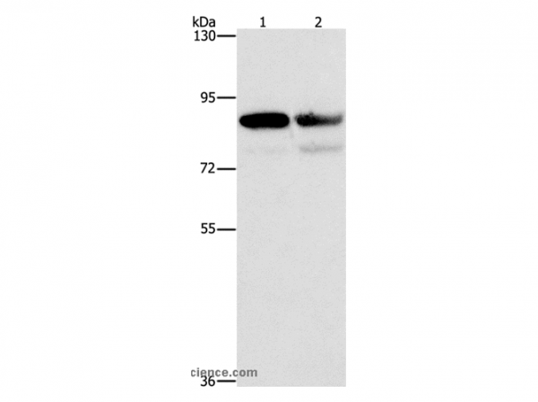 Anti-CD2AP