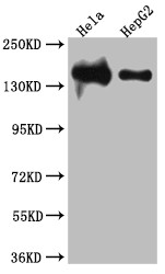Anti-LIG1 Recombinant Monoclonal, clone 7B2