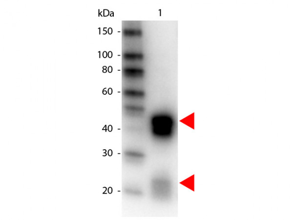 Anti-Rabbit IgG (H&amp;L) [Donkey] Peroxidase conjugated