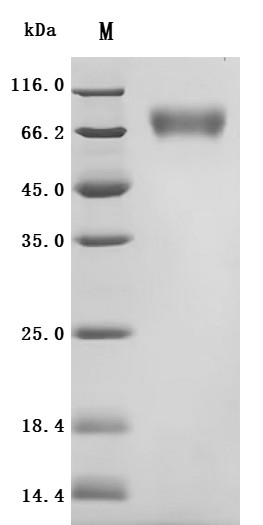 Atrial natriuretic peptide receptor 1 (NPR1), partial, recombinant Macaca fascicularis