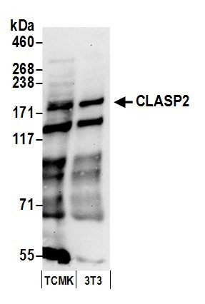 Anti-CLASP2