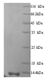 KP6 killer toxin, partial, Ustilago maydis P6 virus, recombinant