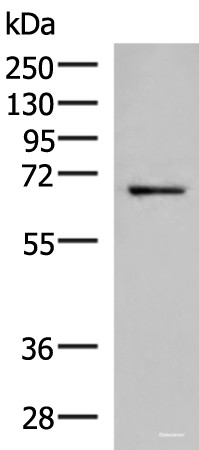 Anti-GSPT2