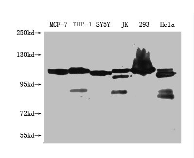 Anti-USP6 Monoclonal, clone 3C3G2