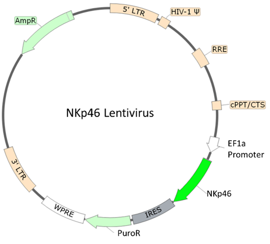 NKp46 Lentivirus