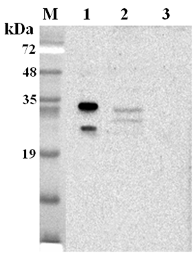 Anti-NQO1 (human)