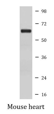 Anti-phospho-AMPK alpha 2 (Thr172)