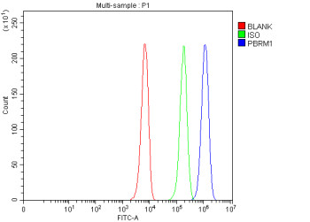 Anti-PBRM1 / Polybromo 1