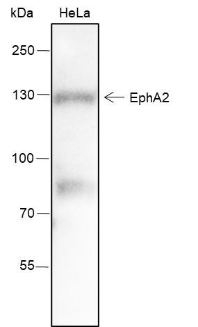 Anti-Recombinant EphA2, clone A213