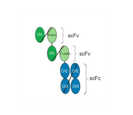 Gresonitamab (Anti-Human CD3xClaudin18 2)
