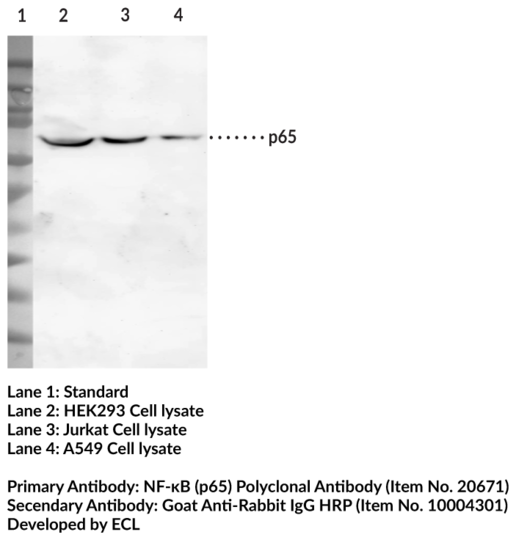 Anti-NF-kappaB (p65)