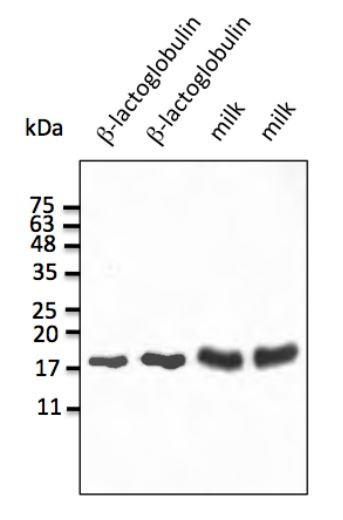 Anti-Lactoglobulin beta