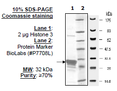 Histone H3 (2-58)